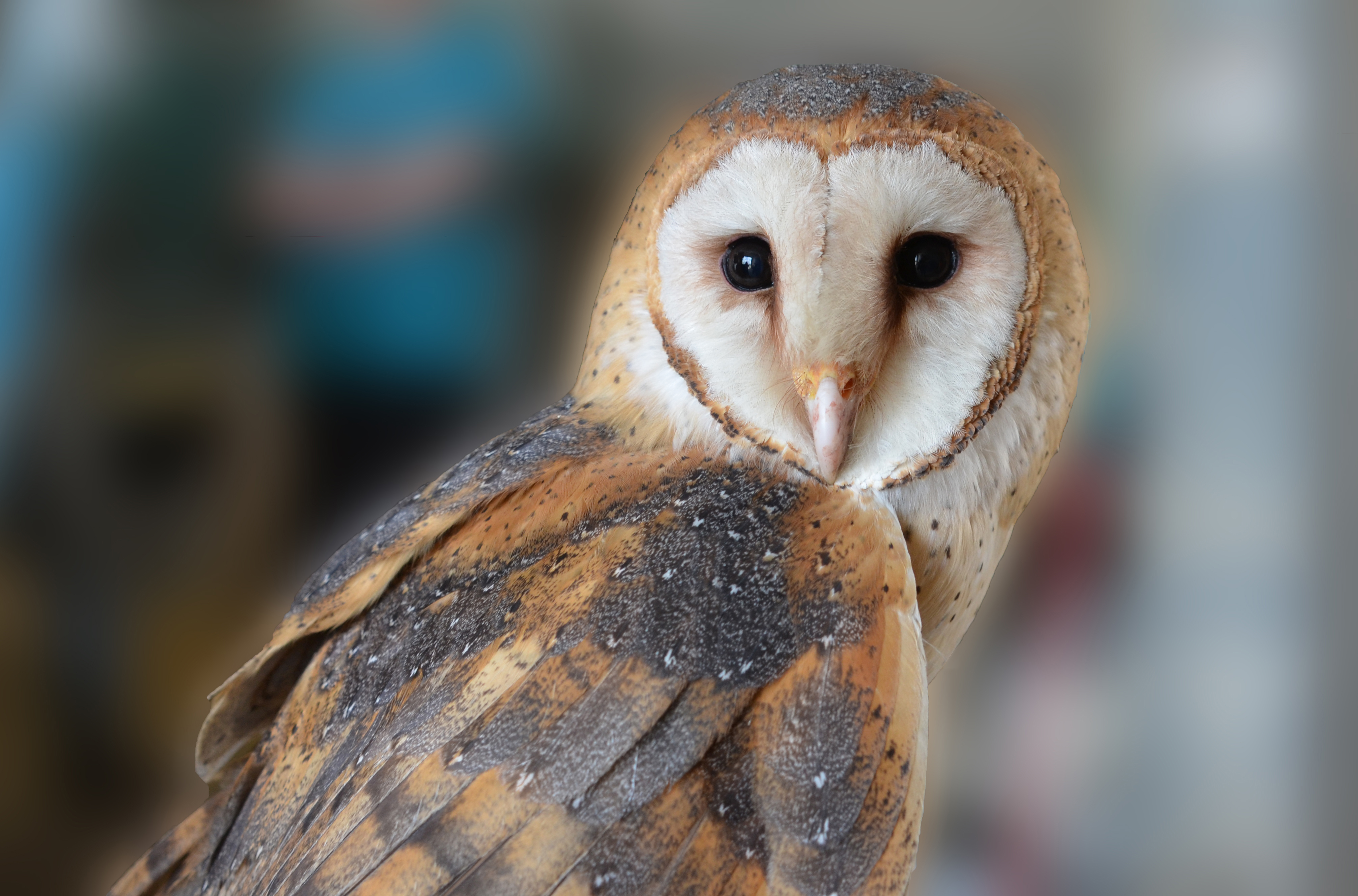 Barn owl