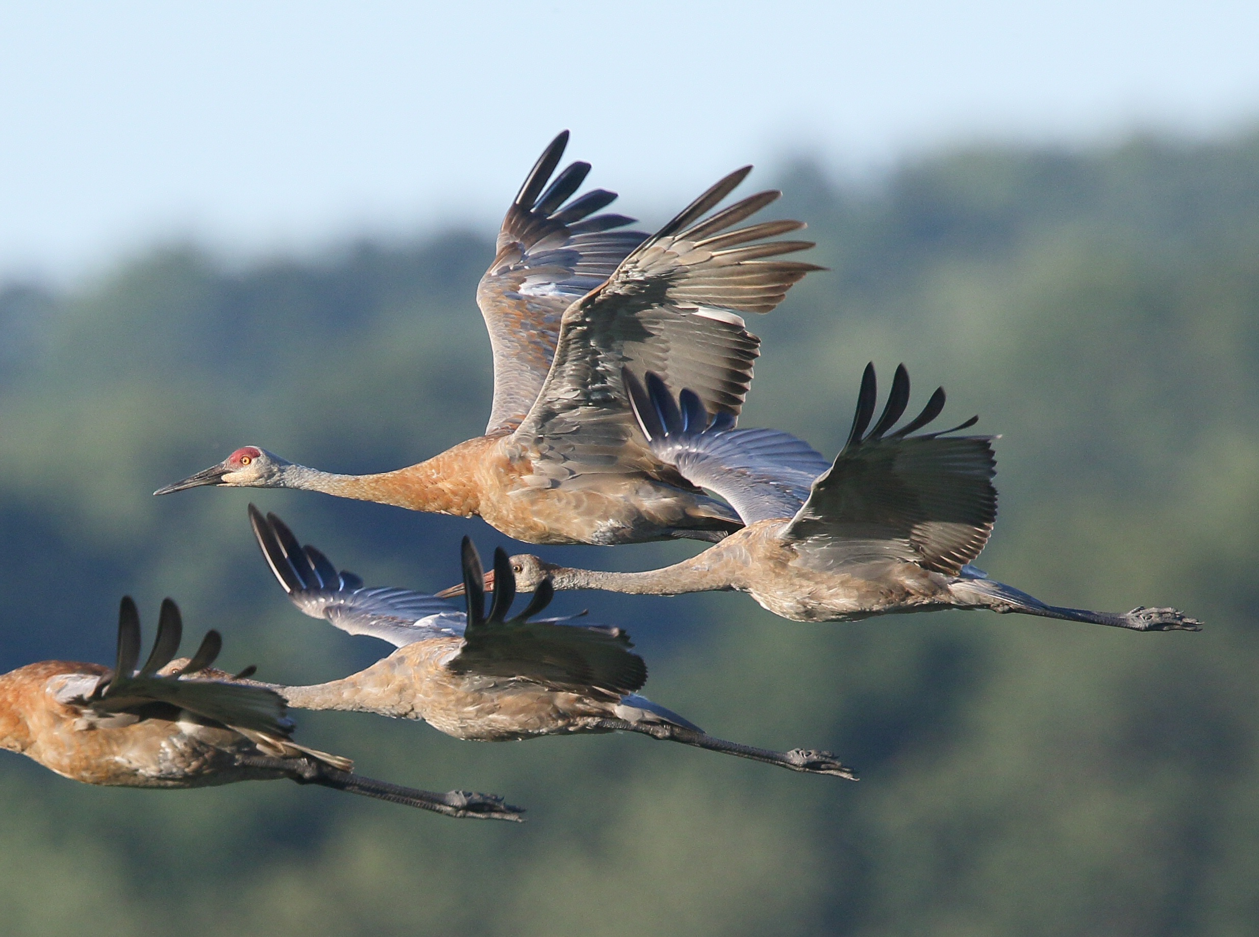 sandhill crane