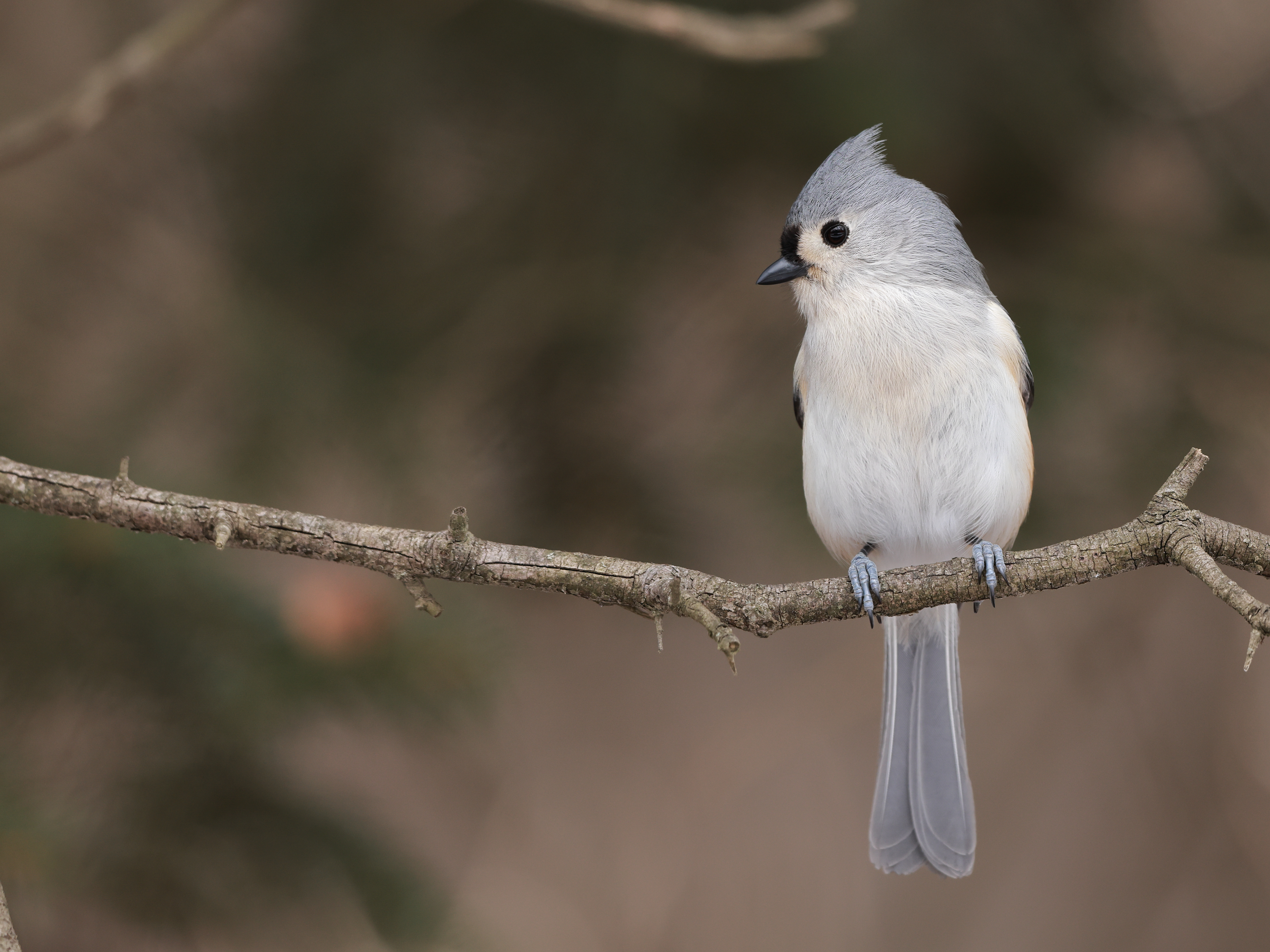 tufted titmouse bird